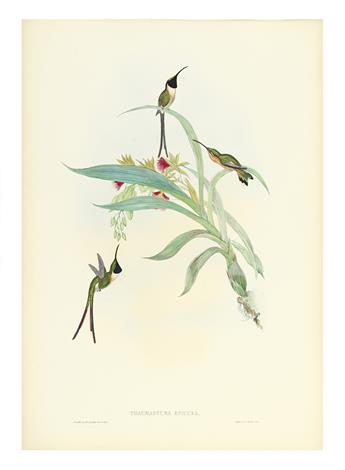 GOULD, JOHN. Gouldia Conversi. * Lophornis Magnificus. * Tryphena Dupontii. * Thaumastura Enicura.